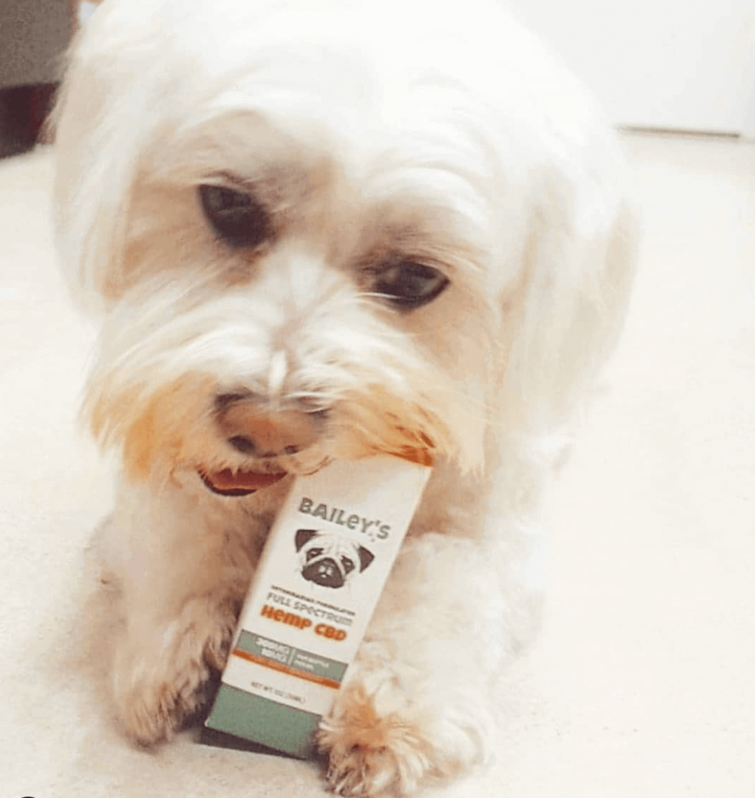 CBD for Pets